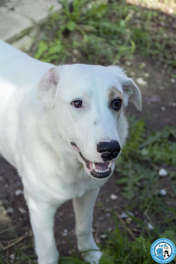 Perla, Cucciolona Esuberante E Gioiosa…